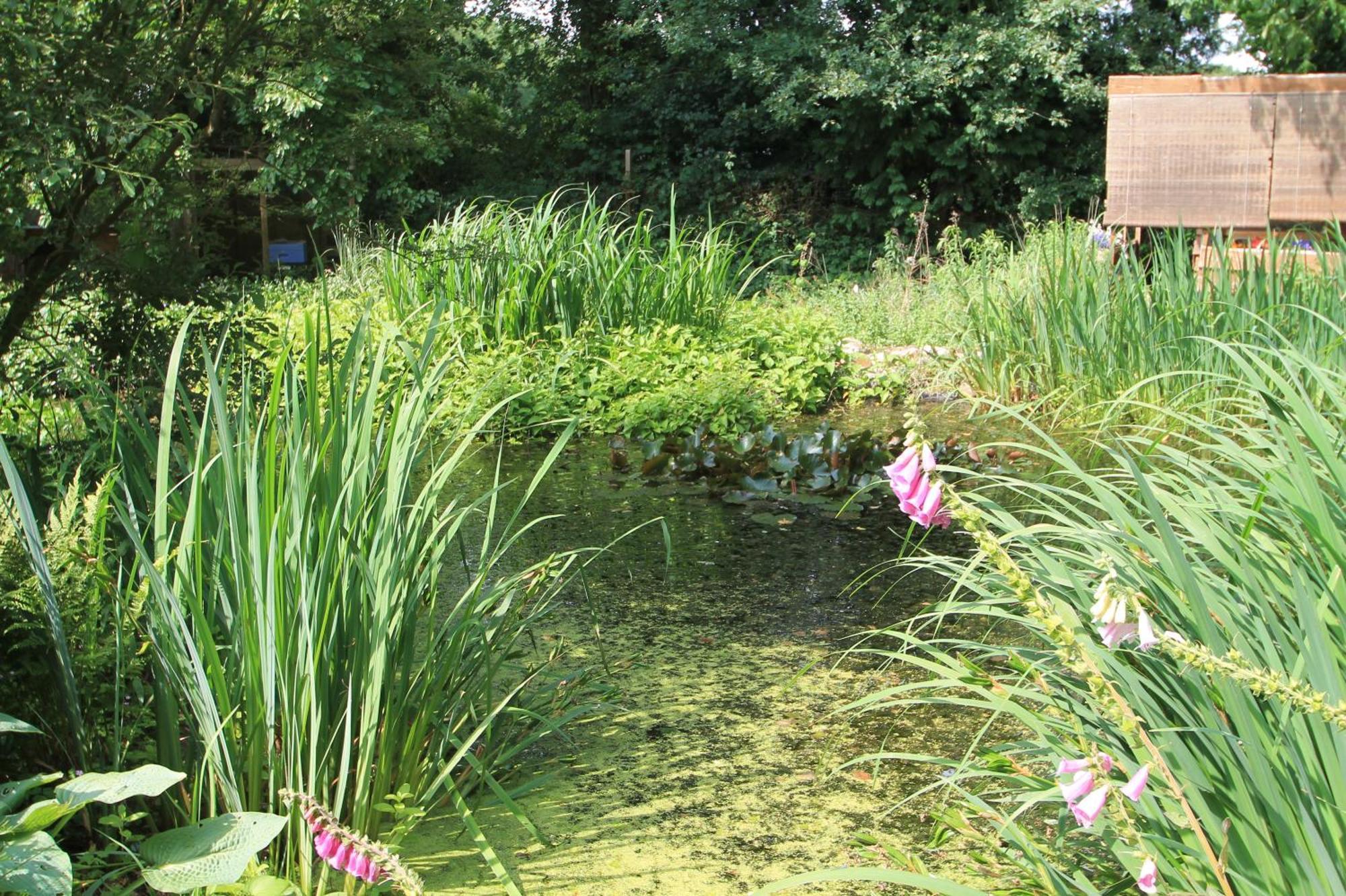 Karin's Kruidenhoeve Goudsbloem * Lutten